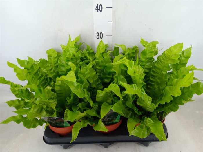 <h4>Asplenium nidus 'Crispy Wave'</h4>