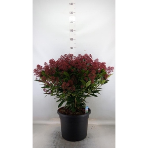 Skimmia jap. 'Rubella'