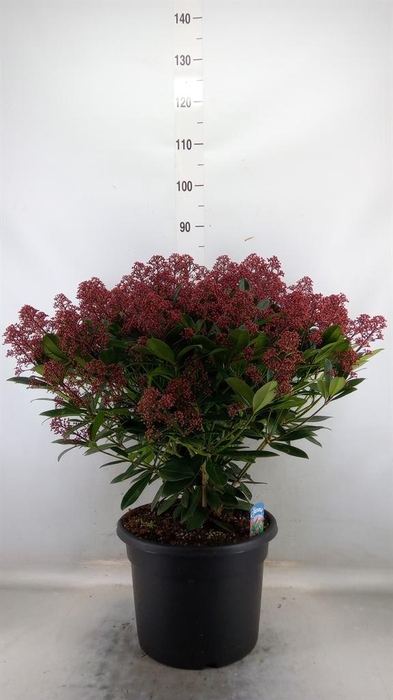 <h4>Skimmia jap. 'Rubella'</h4>