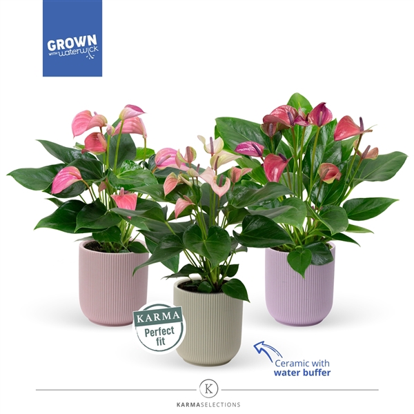 <h4>Anthurium - Karma Multimix | Atlanta | Perfect fit</h4>