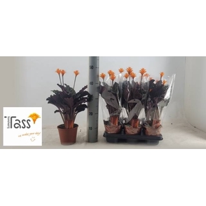 CALAT CROCATA