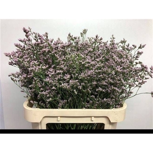 LIM MR SILVER PINK