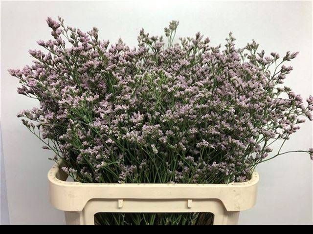 <h4>LIM MR SILVER PINK</h4>