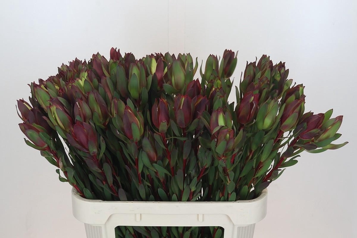 <h4>Leucadendron Senorita</h4>