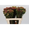 Kaaps Groen Red Brunia