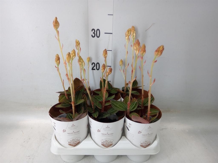 <h4>Ludisia discolor</h4>