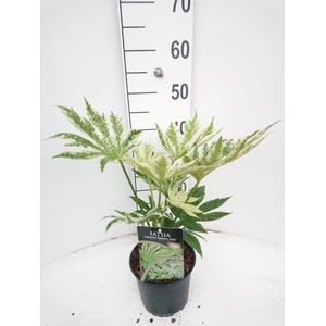 Fatsia japinica Spiders Web C2