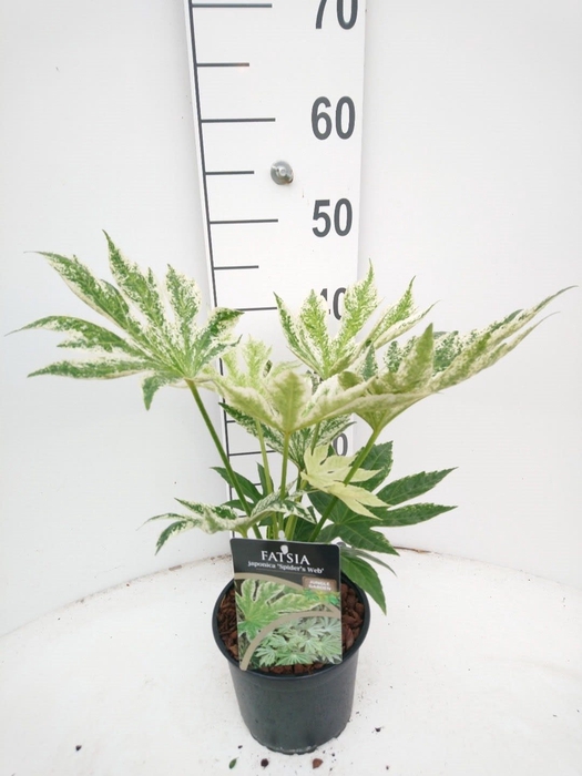 <h4>Fatsia japinica Spiders Web C2</h4>
