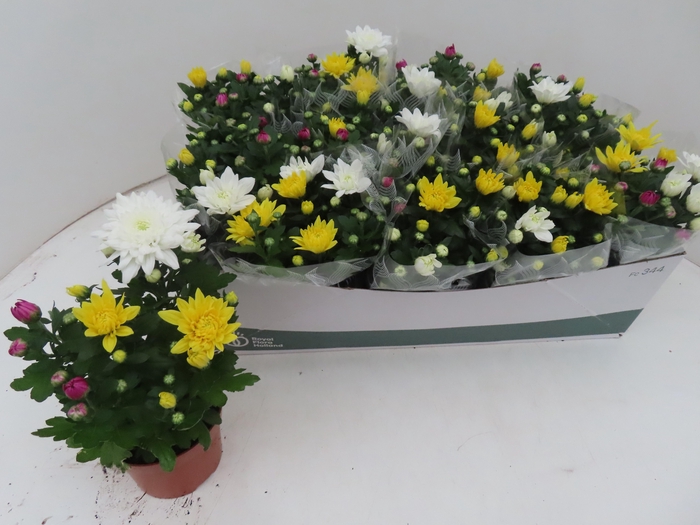 CHRYS GEM IN POT