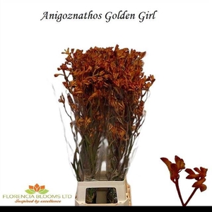 ANIGOZ GOLDEN GIRL