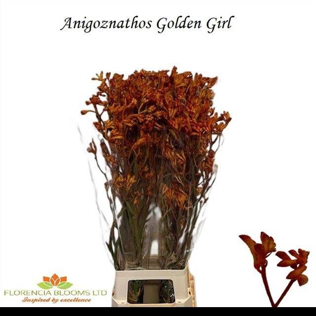 <h4>ANIGOZ GOLDEN GIRL</h4>