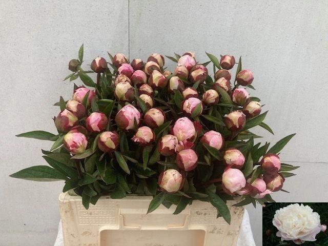 <h4>PAEO L GARDENIA</h4>