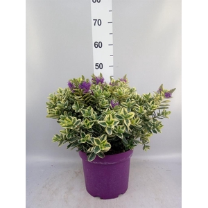 Hebe andersonii 'Variegata'