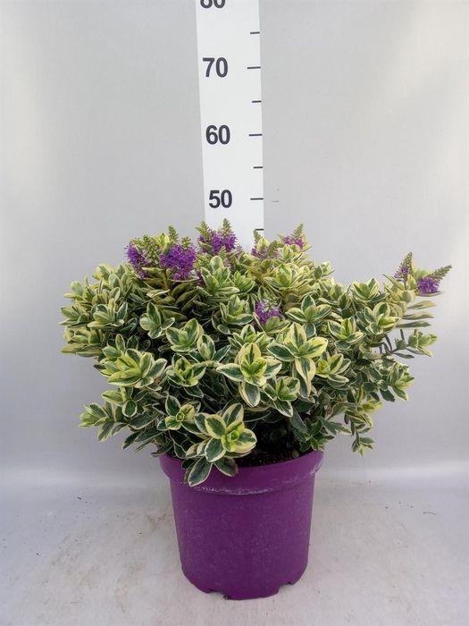 <h4>Hebe andersonii 'Variegata'</h4>