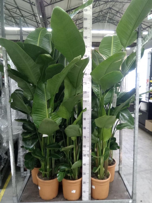 <h4>Strelitzia nicolai</h4>
