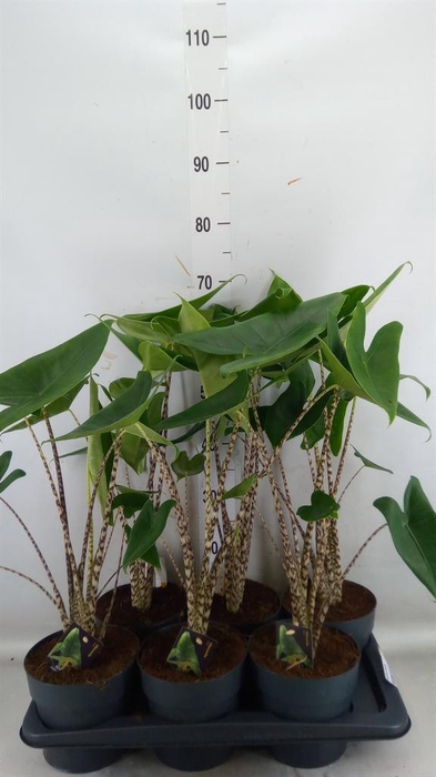 <h4>Alocasia zebrina</h4>