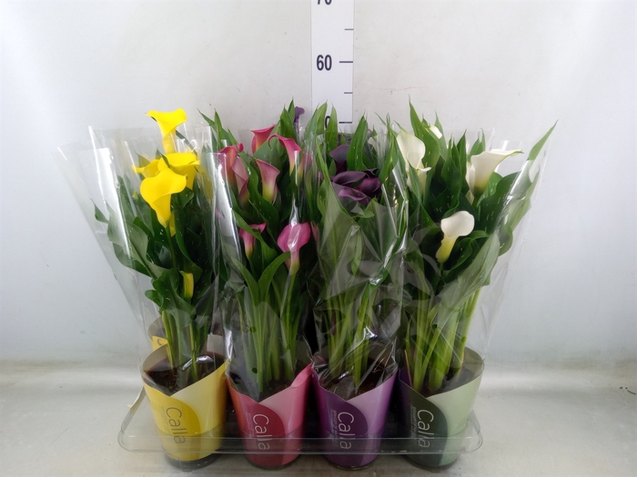 <h4>Zantedeschia   ...mix</h4>