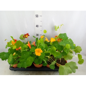 Tropaeolum majus