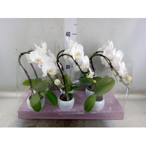Phalaenopsis   ...white