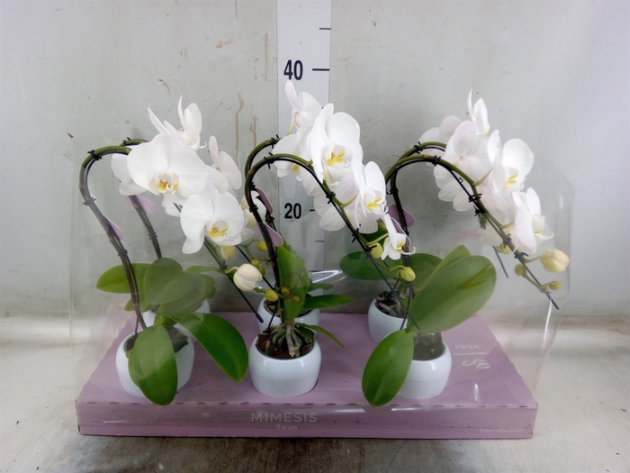<h4>Phalaenopsis   ...white</h4>