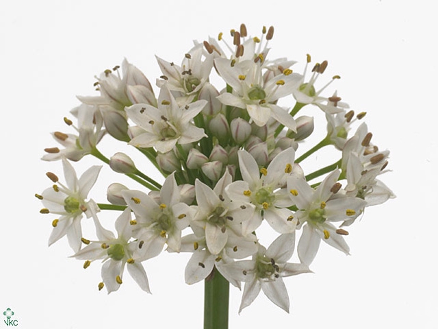 Allium Tuberosum 75cm
