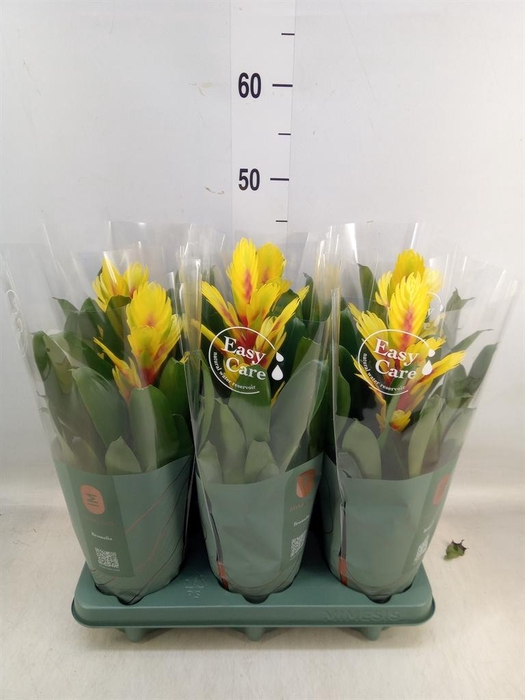 <h4>Vriesea 'Intenso Yellow Flame'</h4>