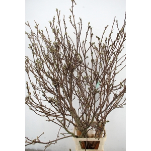 MAGNOLIA SUPERBA EXTRA PER STEM 180CM
