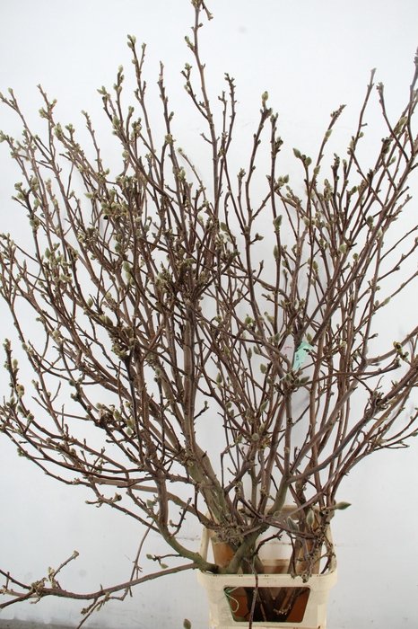 <h4>MAGNOLIA SUPERBA EXTRA PER STEM 180CM</h4>