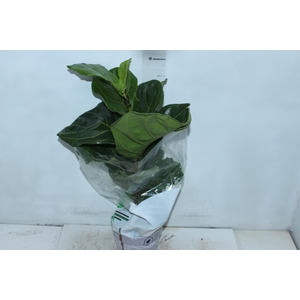 FICUS LYRATA P17