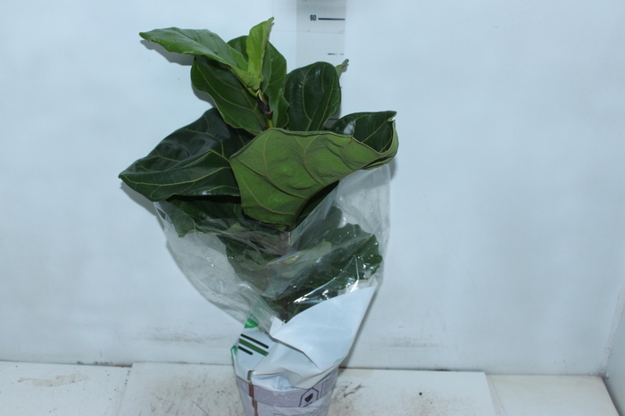 <h4>FICUS LYRATA P17</h4>