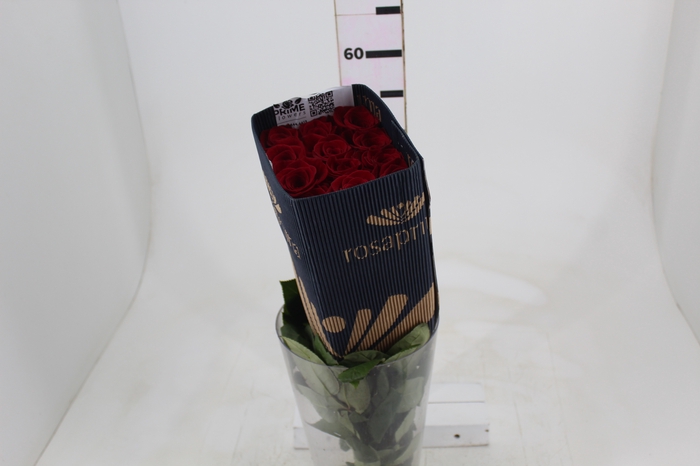 <h4>ROSA VERMELHA FREEDOM 050 IMPORTADA</h4>