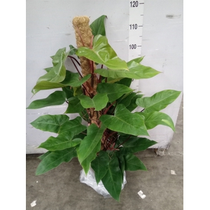 Philodendron  'Emerald Queen'