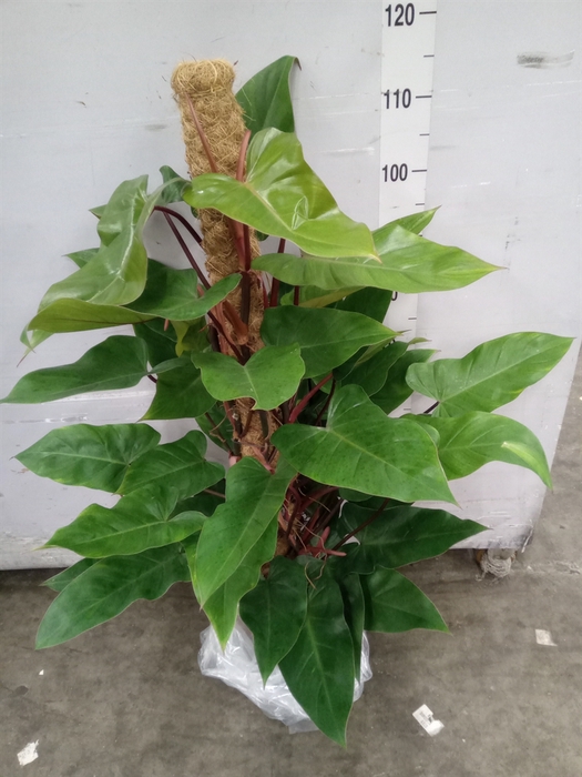 <h4>Philodendron  'Emerald Queen'</h4>