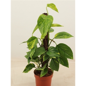 epipremnum aureum 50cm Kratiste klimstok