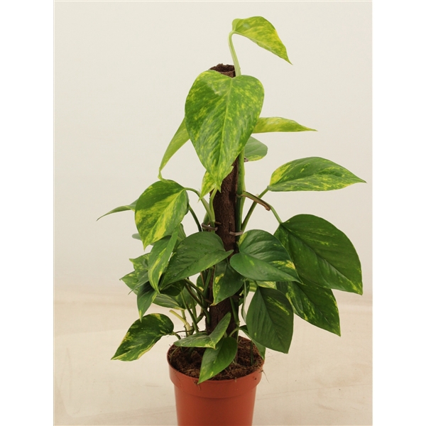 <h4>epipremnum kratiste klimstok 50cm</h4>