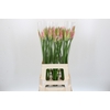 Nerine Vesta K
