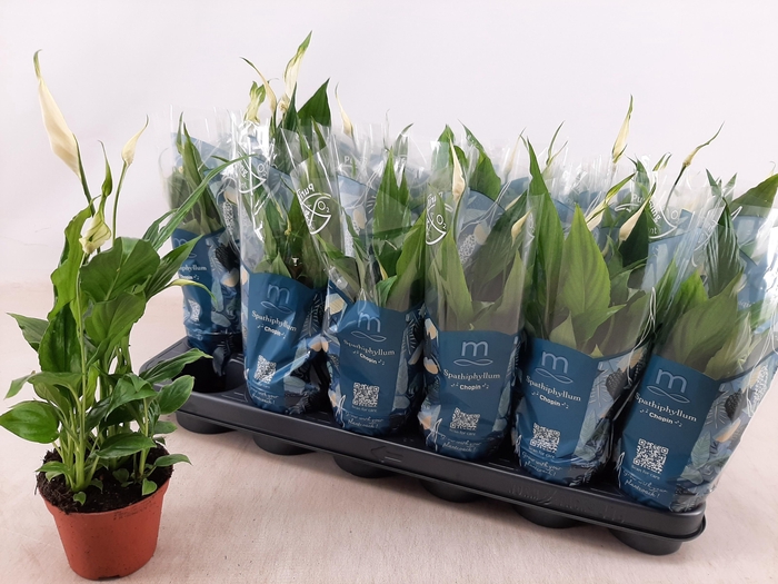 <h4>SPATH CHOPIN</h4>