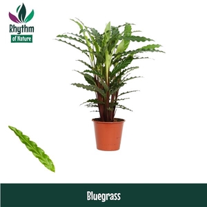 Calathea rufibarba 'Blue Grass'