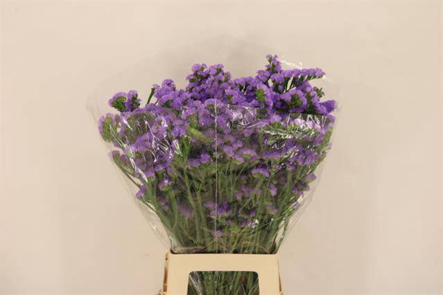 <h4>Lim S Martin Blue</h4>