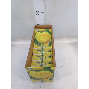 Tulipa   ...flowerbulbs