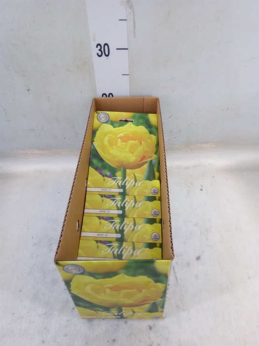 <h4>Tulipa   ...flowerbulbs</h4>