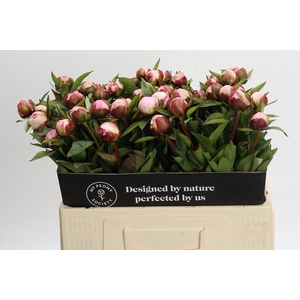 Paeonia Gardenia