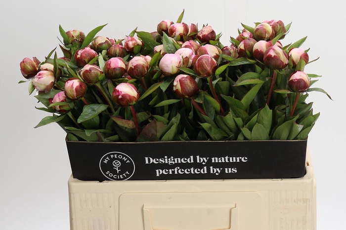 Paeonia Gardenia