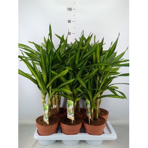 Dracaena frag. 'Riki'