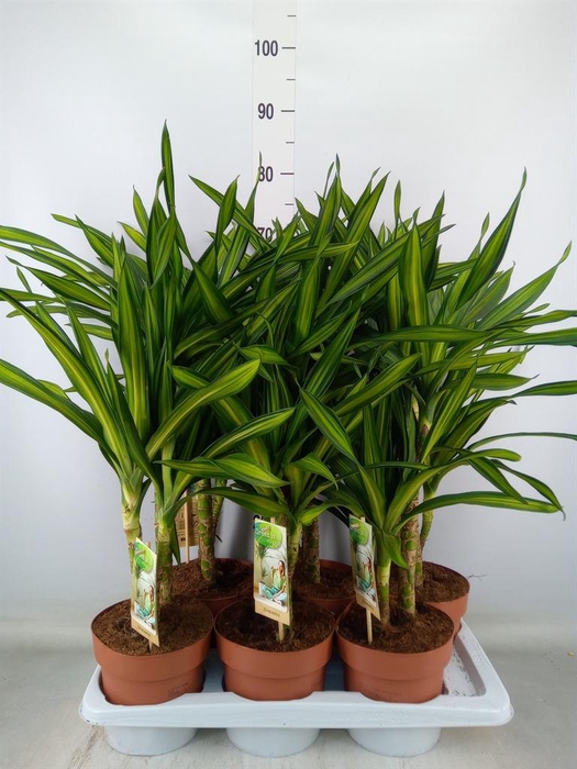 <h4>Dracaena frag. 'Riki'</h4>