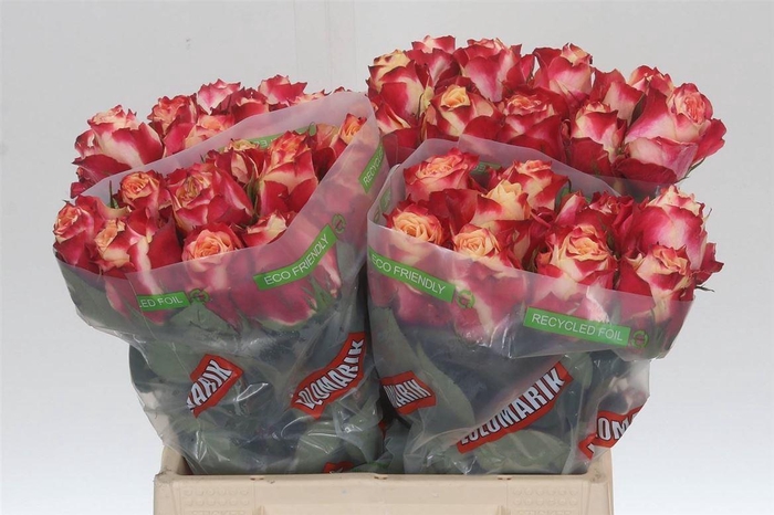 <h4>Rosa Chapeau</h4>