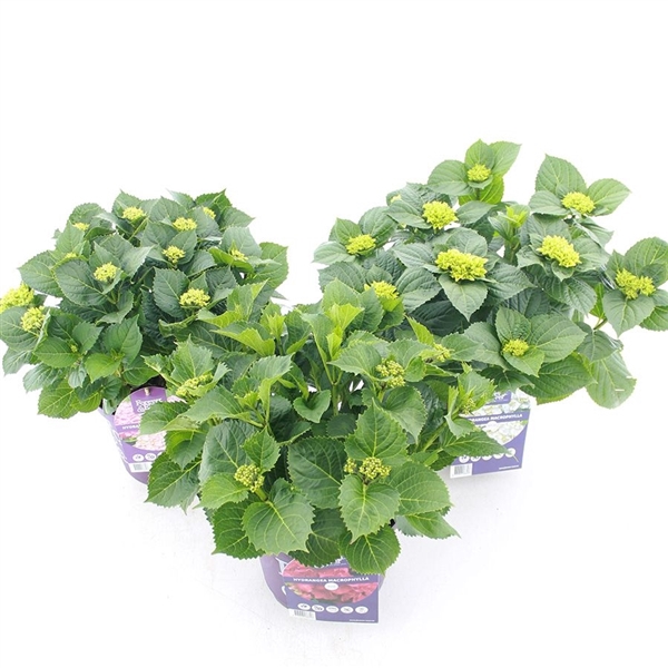 <h4>Hydrangea macr. Forever & Ever® MIX C5 (23cm.) Kn.</h4>
