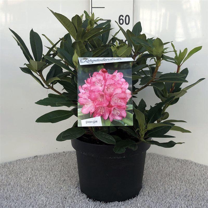 <h4>Rhodo. 'Etoile de Sleidinge' light red</h4>