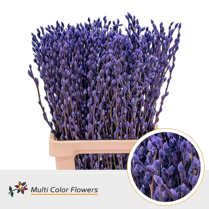 Salix Snowflake Violet Donker