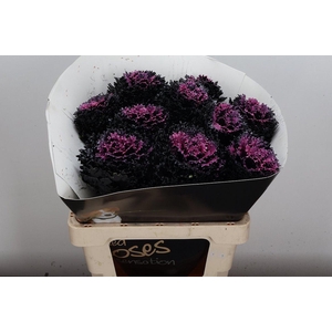 Brassica Wx (crane) Black Beauty